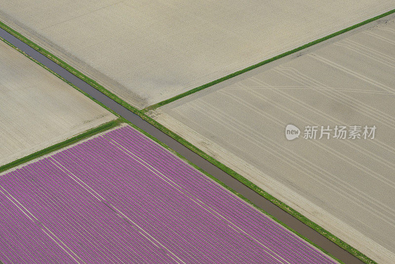 春季紫色郁金香花的鸟瞰图