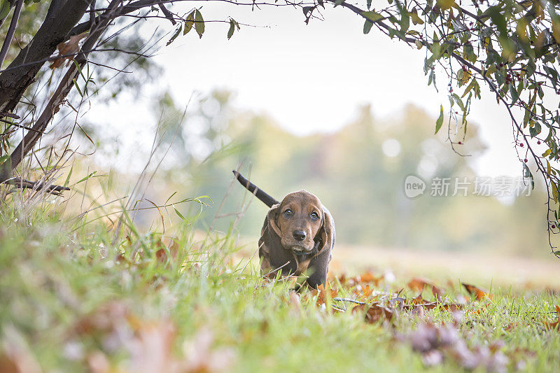 巴塞特猎犬