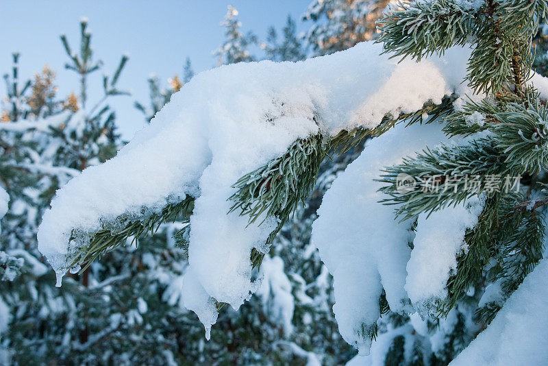 白雪覆盖的松柏结