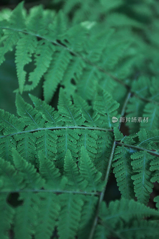 蕨类植物树叶