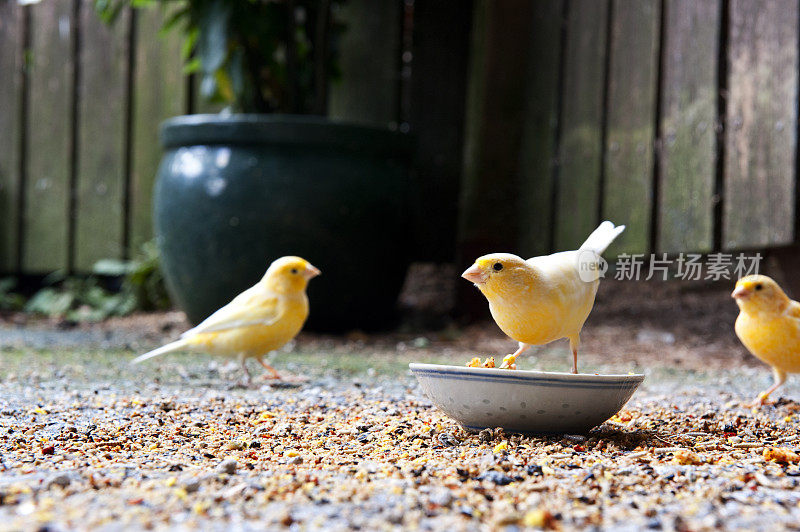 金丝雀喂食时间