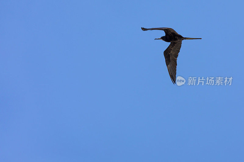 当巴拿马运河的水闸系统用淡水填满空间时，军舰鸟(又名护卫舰或护卫舰海燕)似乎得到了那些因从咸水变成淡水而立即死亡的鱼。