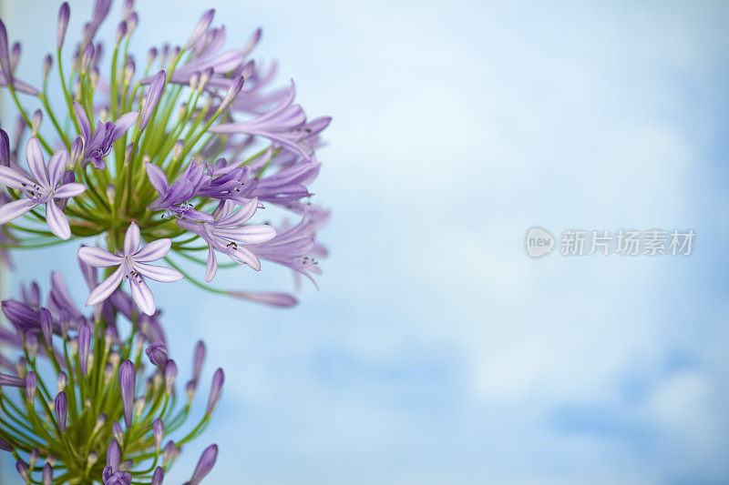 有拷贝空间的Agapanthus