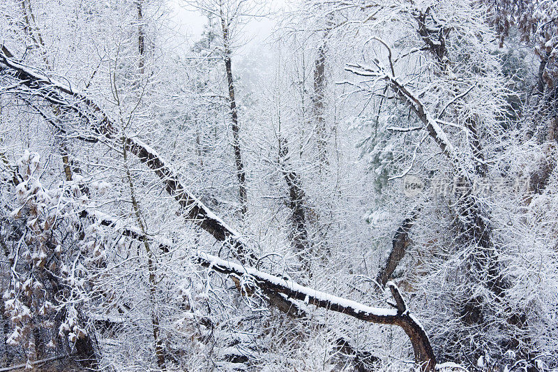 雪派克森林