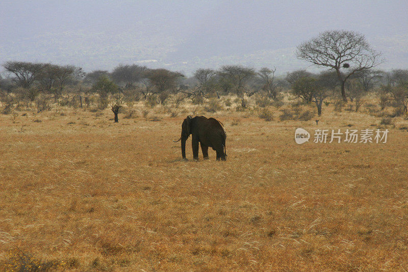 非洲草原，流浪的大象