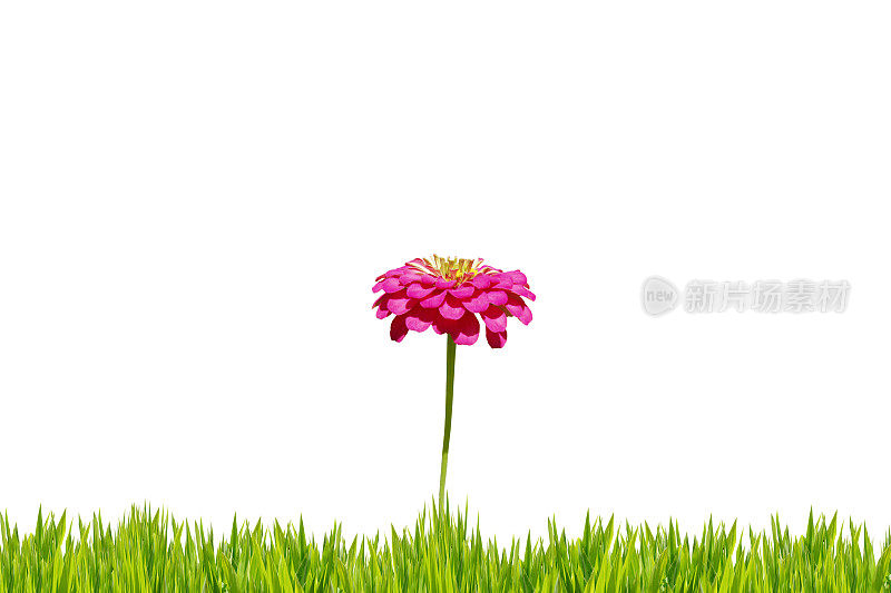 草上孤立的雏菊