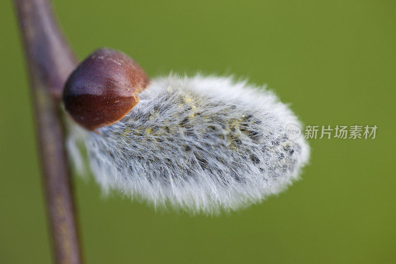 柔荑花序