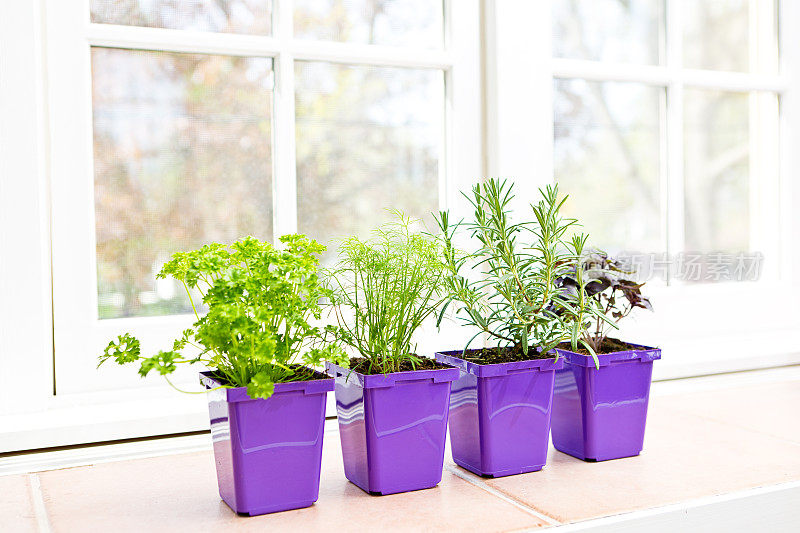 盆栽香草花园幼苗植物与窗口背景