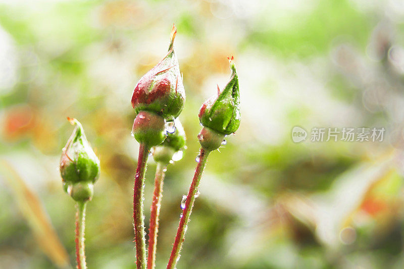 雨后的玫瑰花蕾