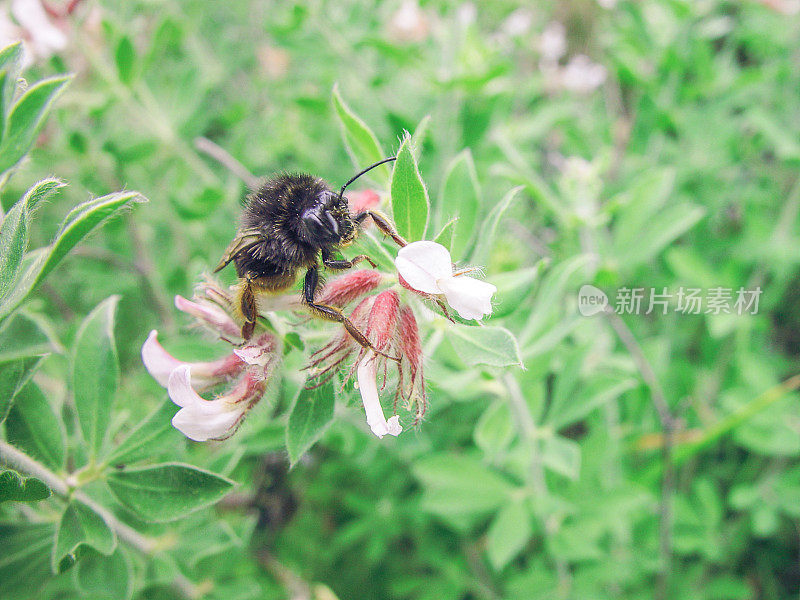 昆虫，炸弹，在一朵野花上