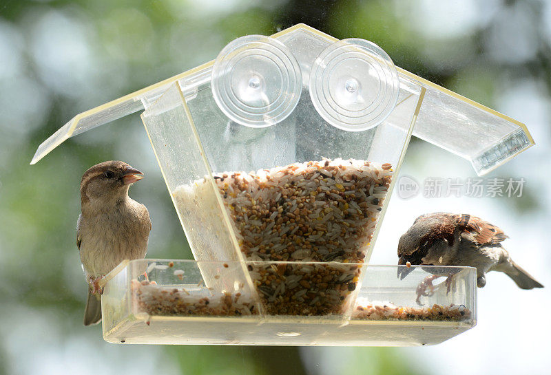 两只麻雀在塑料喂鸟器上