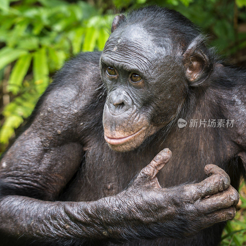 成年倭黑猩猩的肖像(侏儒黑猩猩)