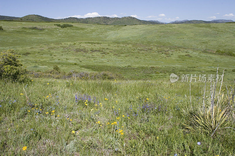 开放的草原和野花，罗克斯伯勒SP，科罗拉多州