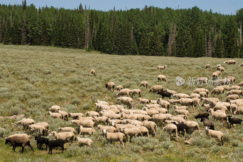 羊穿过草地，向常绿森林，迪克西国家森林犹他州