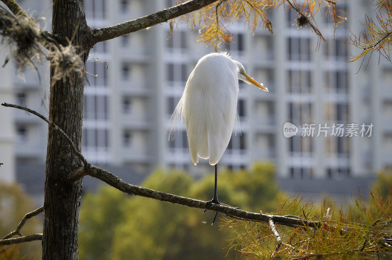 树上的大白鹭