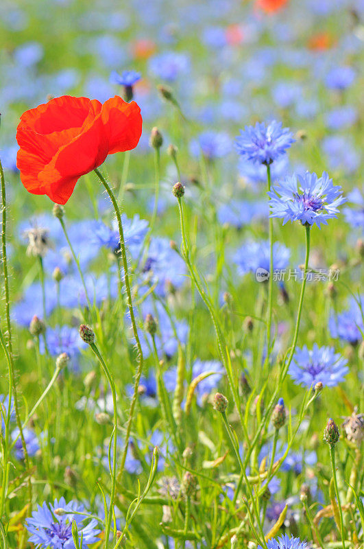 一种红色的罂粟花和蓝色的玉米花-莫恩布鲁门菲尔德