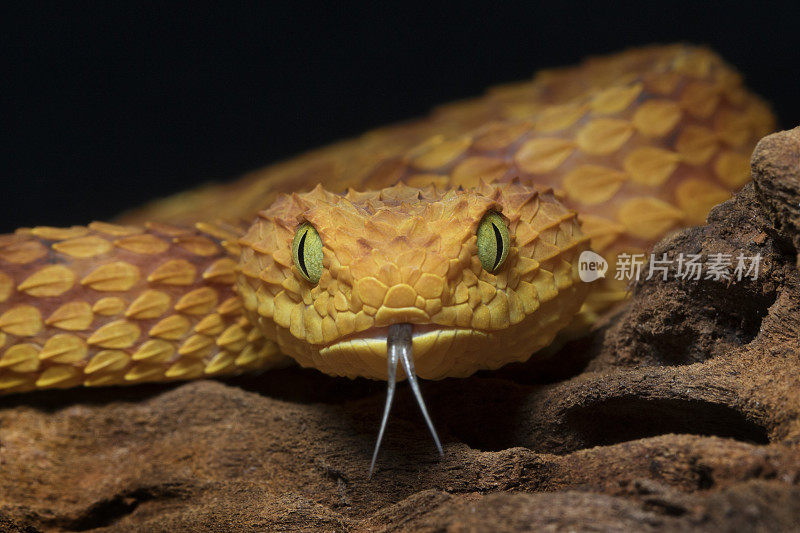 非洲丛林毒蛇-有毒的蛇