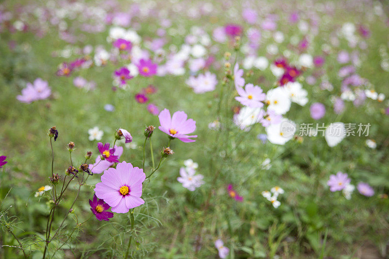 夏季草地野花，宇宙，台东，台湾