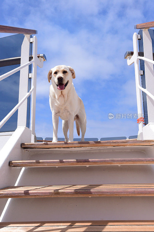 拉布拉多寻回犬