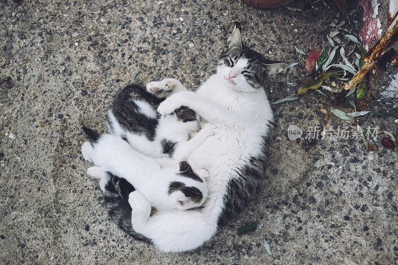 猫妈妈正在喂她的两只小猫