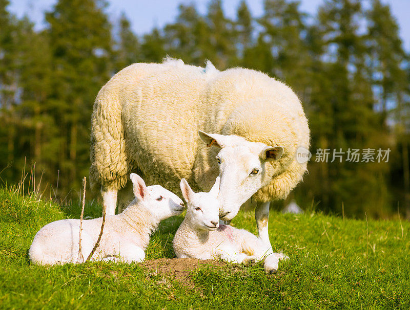 母羊在喂养她的羊羔