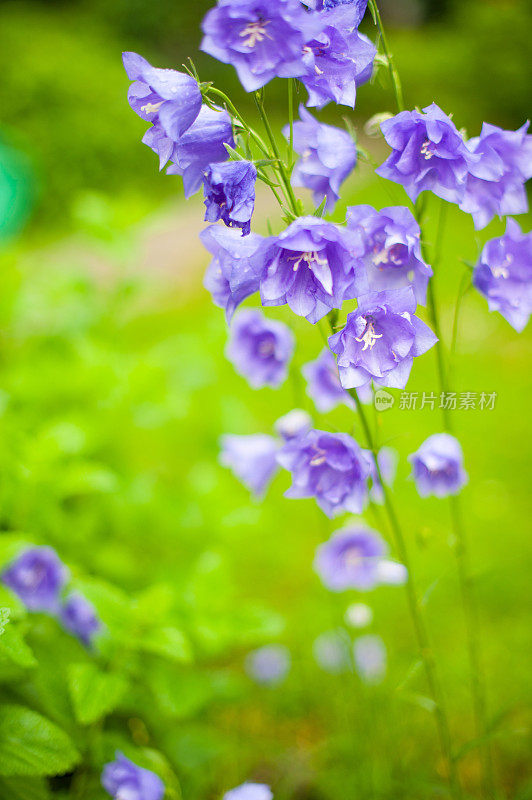 花园里的风铃花