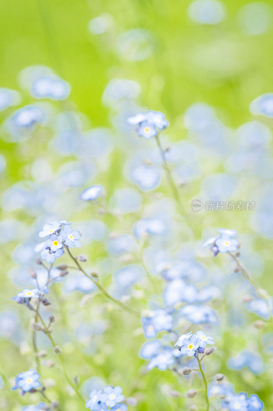 淡蓝勿忘我花的散焦背景