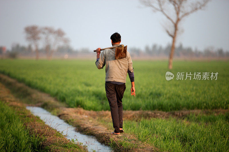 后视图的年轻农民在田地里