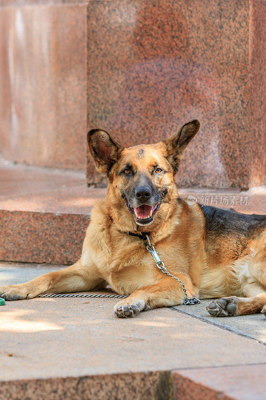 德国牧羊犬休息