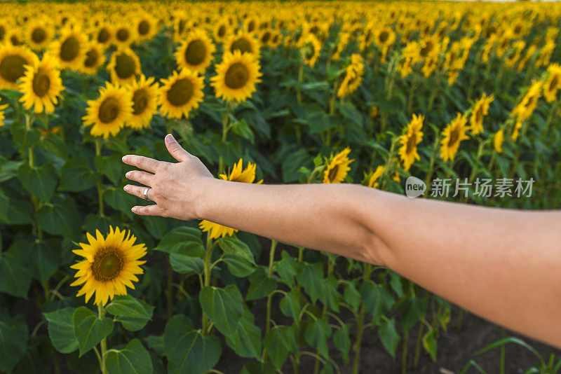 年轻女子的手抚摸着田野里的向日葵