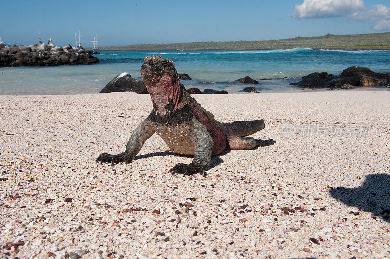 加拉帕戈斯群岛的埃斯帕诺拉岛上的鬣蜥
