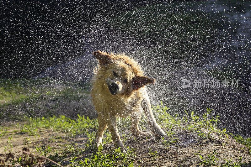 金毛猎犬抖掉了水