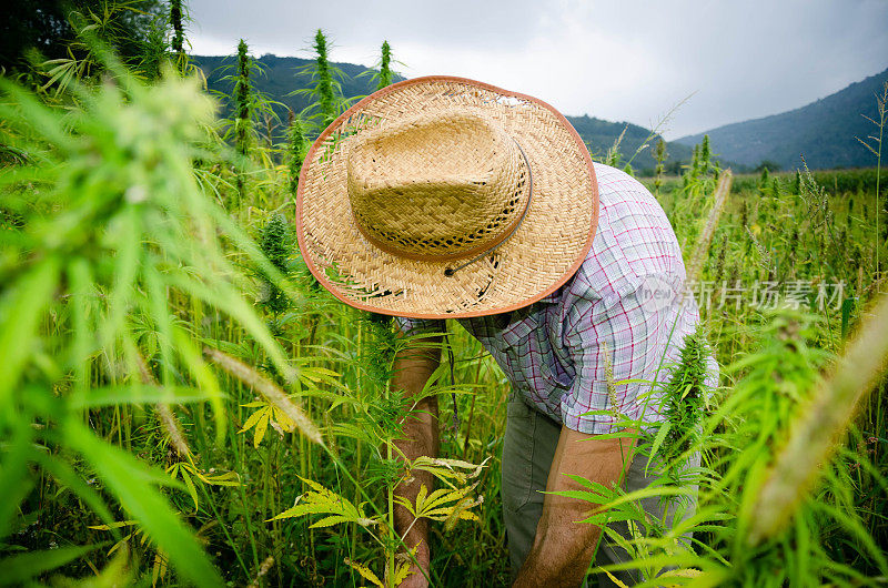 收获的医疗大麻