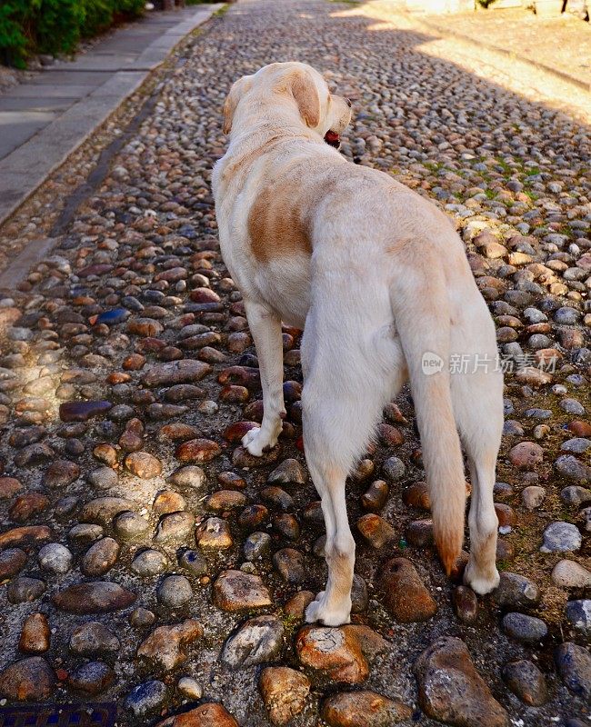 拉布拉多寻回犬