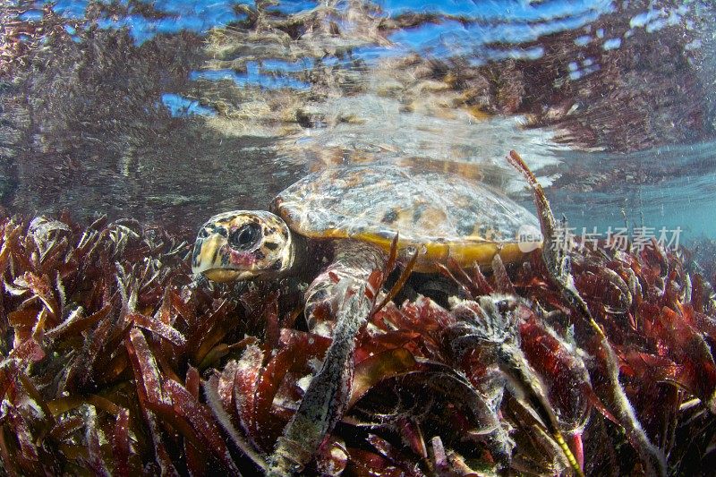 海草中的玳瑁海龟