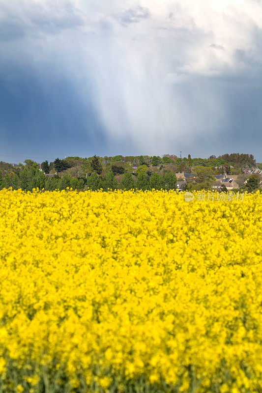 遥远的科茨沃尔德冰雹骤雨，充满活力的黄色油菜花景观
