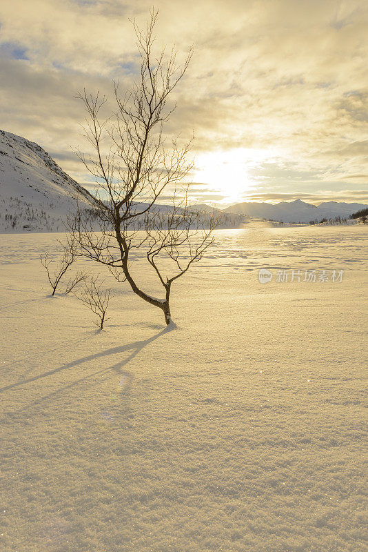 挪威北部，日落时冰冻的湖面旁的一棵树