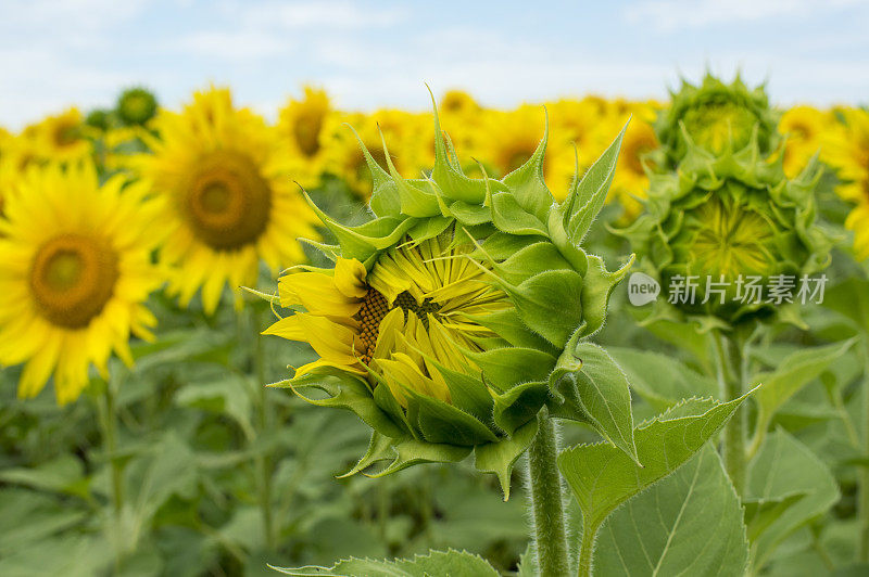 向日葵田