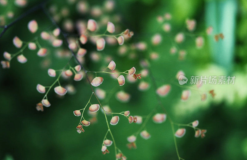孔雀草蕨类植物