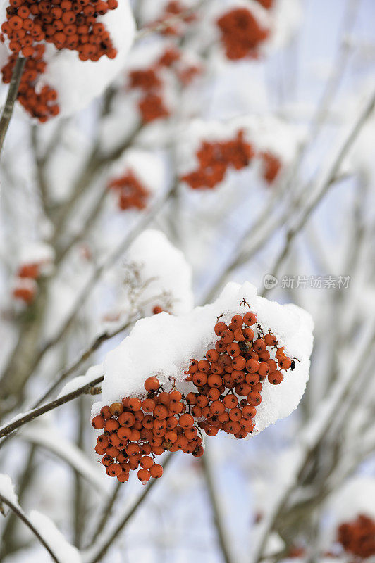 白雪覆盖着红玫瑰果