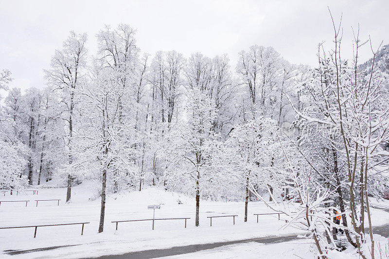 松树在冬天覆盖雪