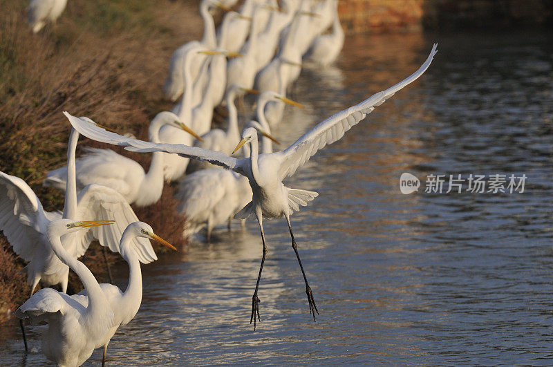 大白鹭(白鹭)