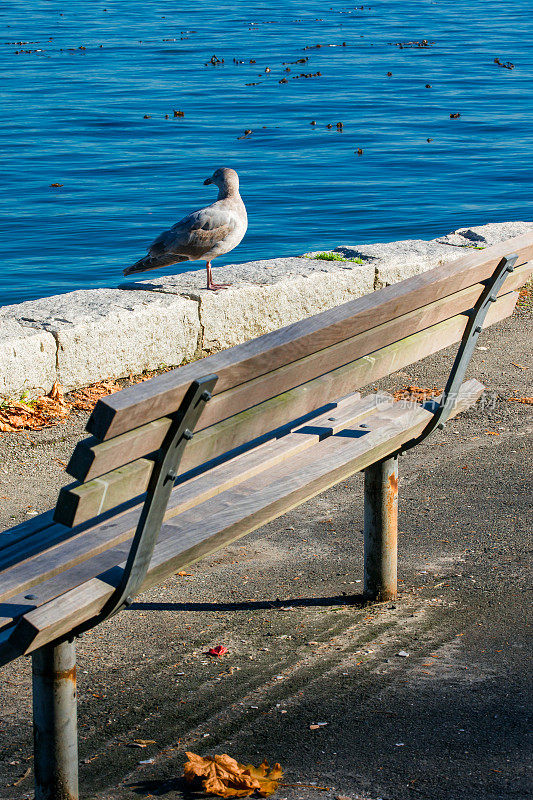 温哥华港的海鸥和公园长椅