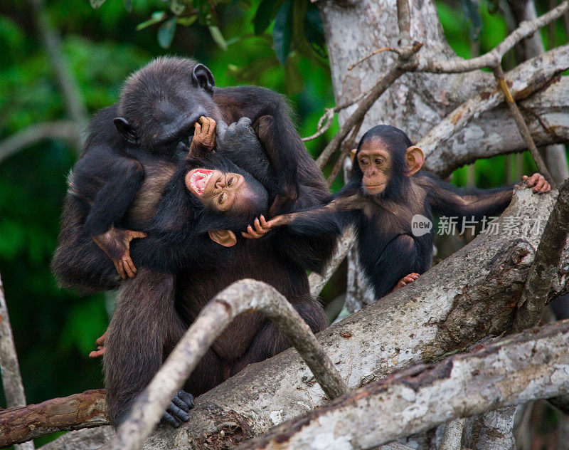 红树林上的一只雌性黑猩猩和一个孩子。