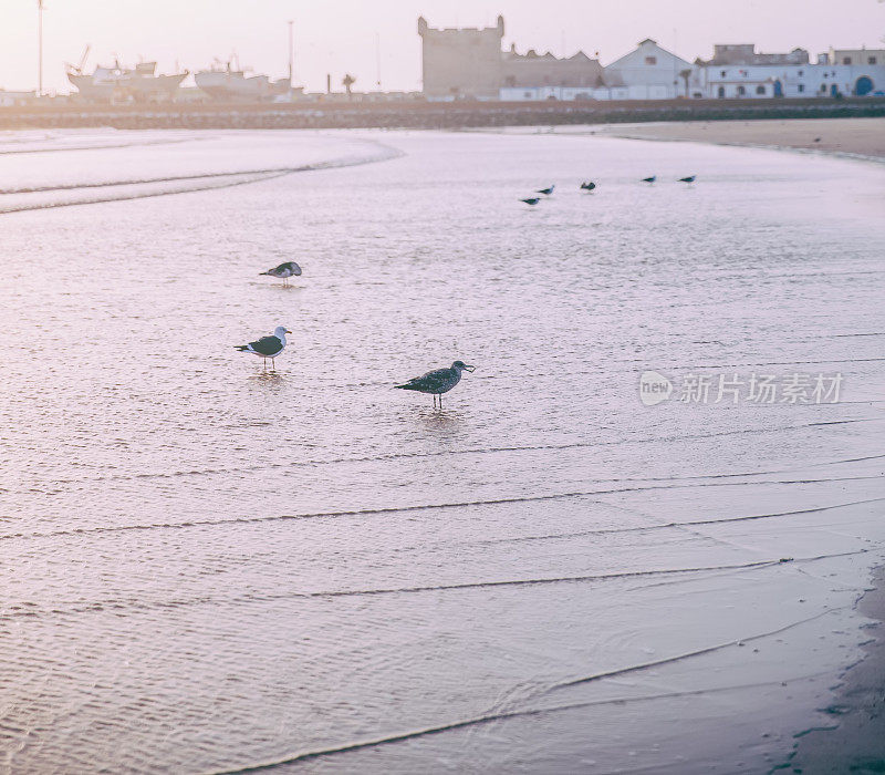 海边的Essaouira