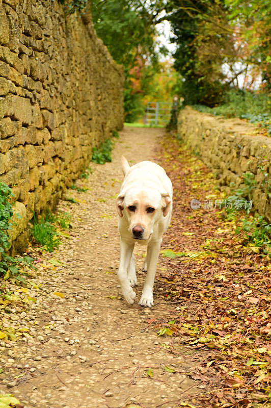 英国徒步旅行路上的拉布拉多寻回犬