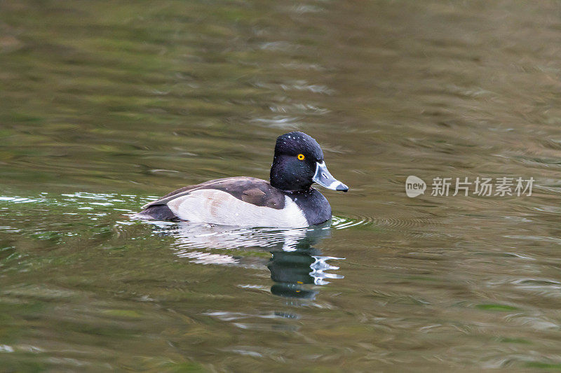 环颈鸭