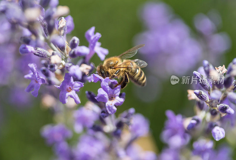 蜜蜂在薰衣草花边