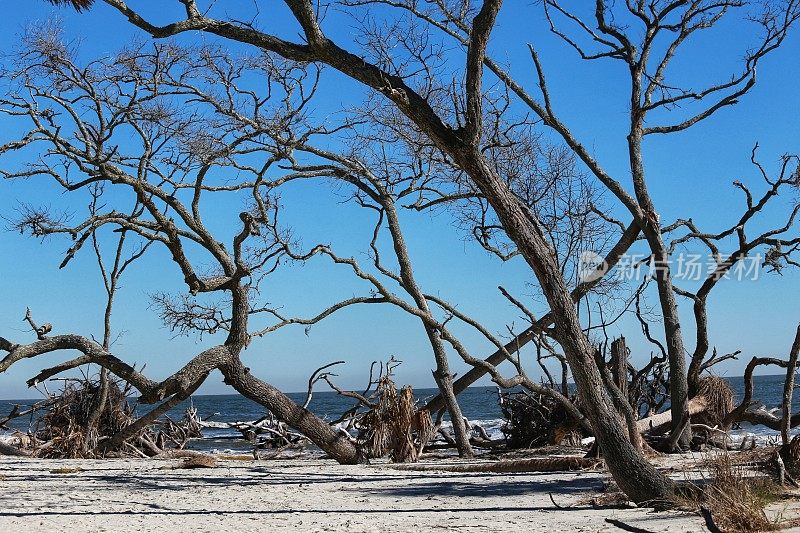 狩猎岛州海滩侵蚀海岸，倒下的树根，SC