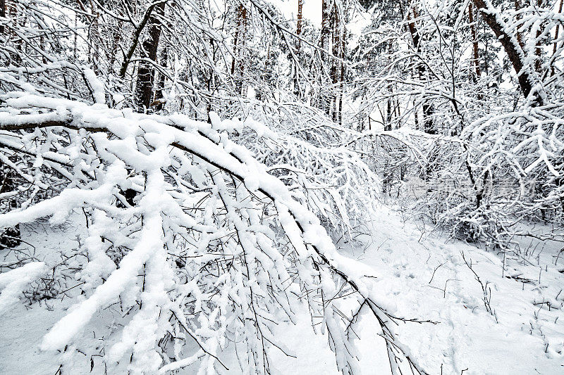 美丽的冬日日落和雪地里的树木